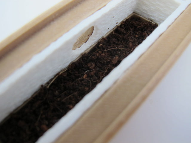 Testube alternative (1x3)